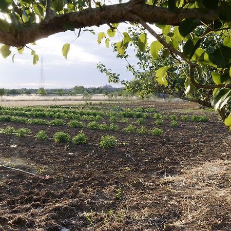 Agrimat Salento Sas Villa Alezio Dış mekan fotoğraf
